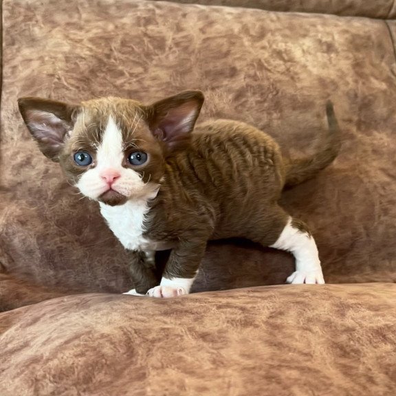 Devon Rex Valentin