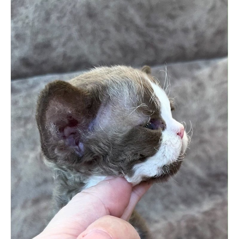 Devon Rex Valentin