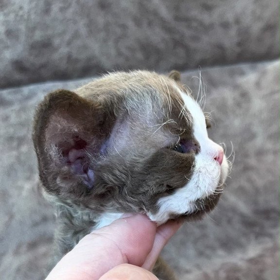 Devon Rex Valentin