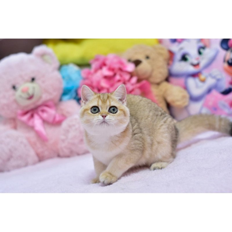 British Holly