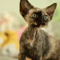 Devon Rex Pixie