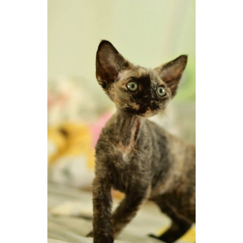 Devon Rex Pixie
