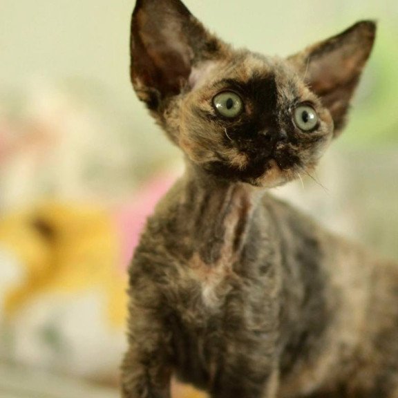 Devon Rex Pixie