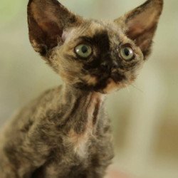 Devon Rex Pixie