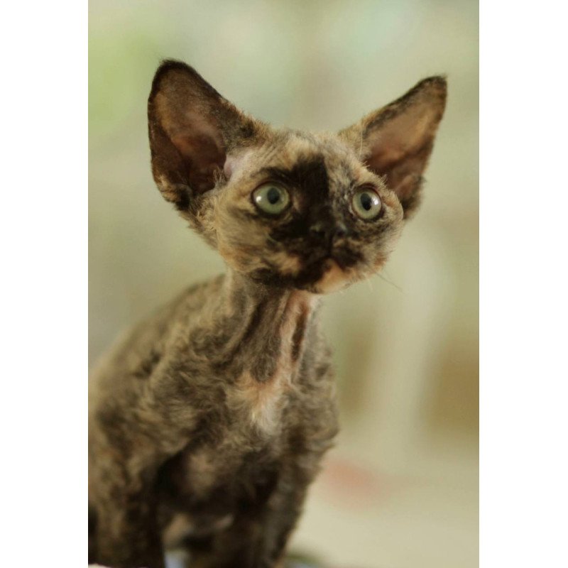 Devon Rex Pixie