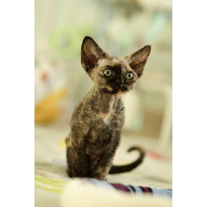 Devon Rex Pixie