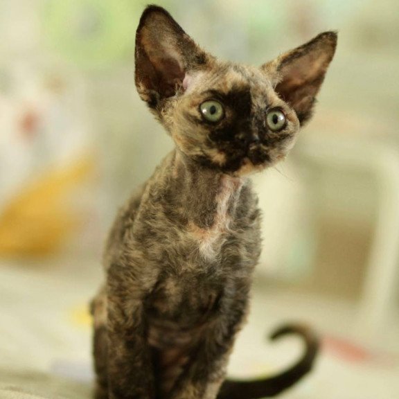 Devon Rex Pixie