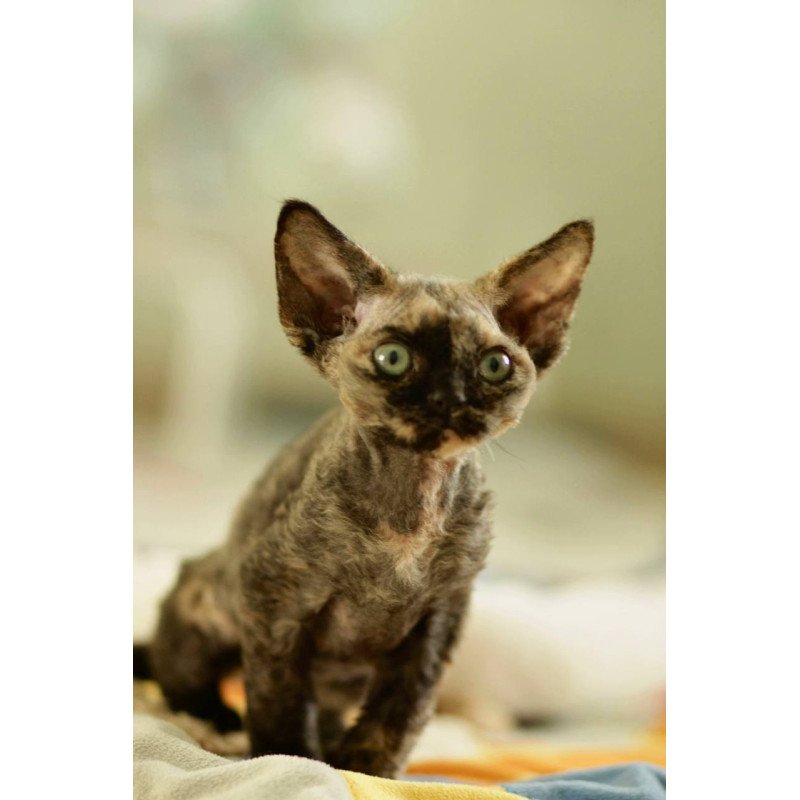 Devon Rex Pixie