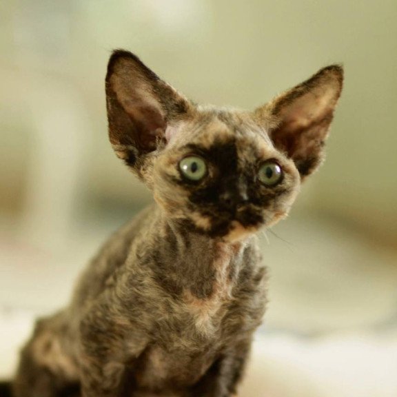 Devon Rex Pixie