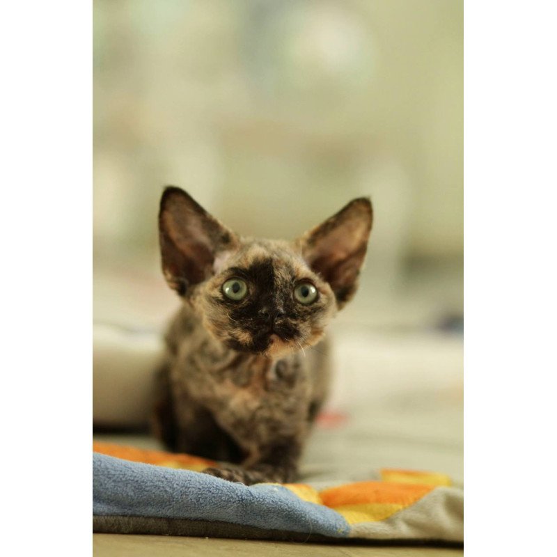 Devon Rex Pixie