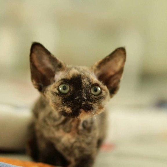 Devon Rex Pixie