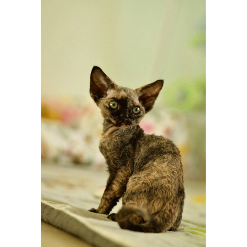 Devon Rex Pixie