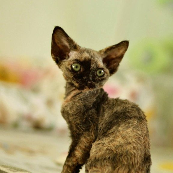 Devon Rex Pixie