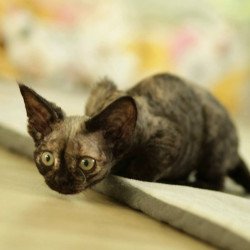 Devon Rex Polly