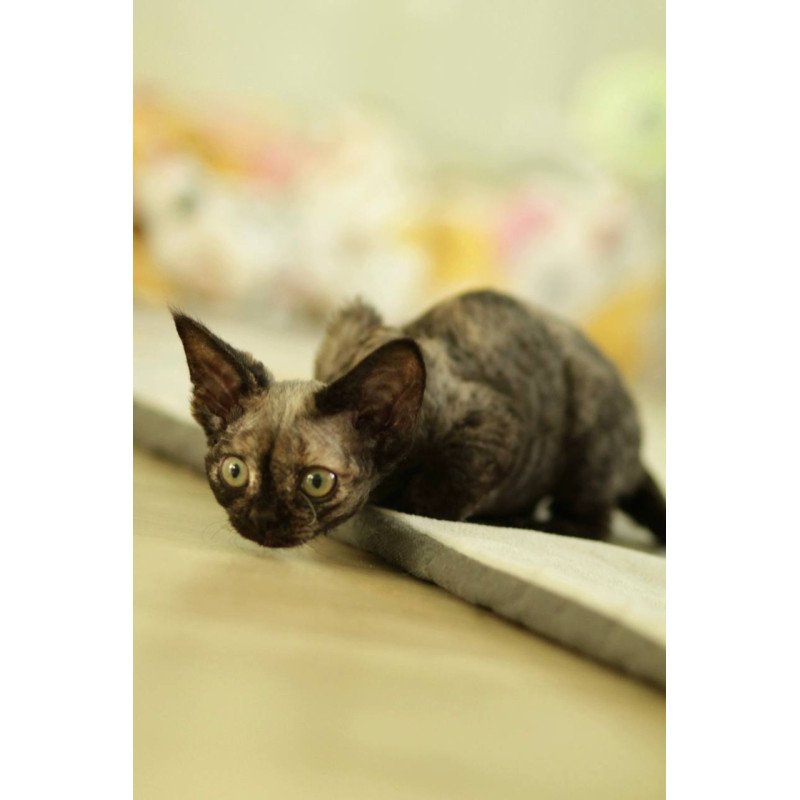 Devon Rex Polly