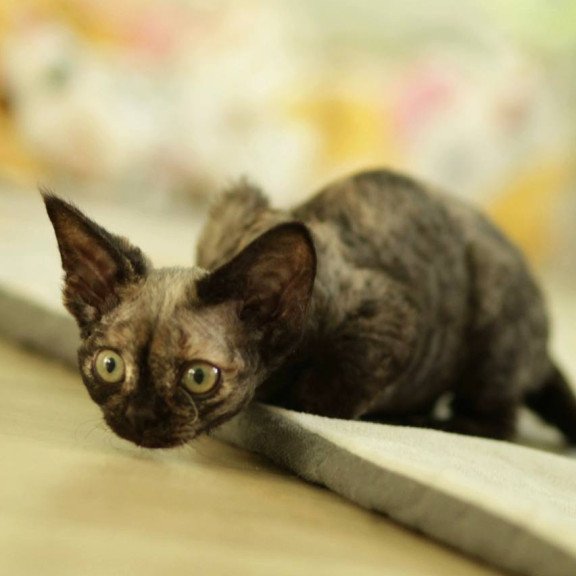 Devon Rex Polly