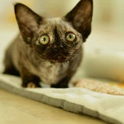 Devon Rex Polly