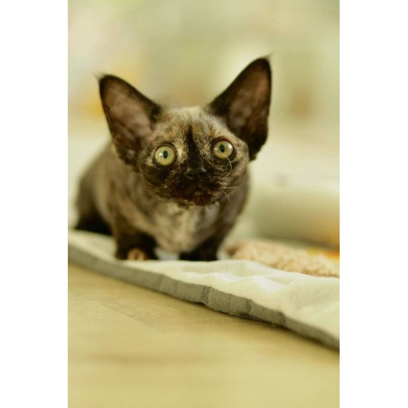 Devon Rex Polly