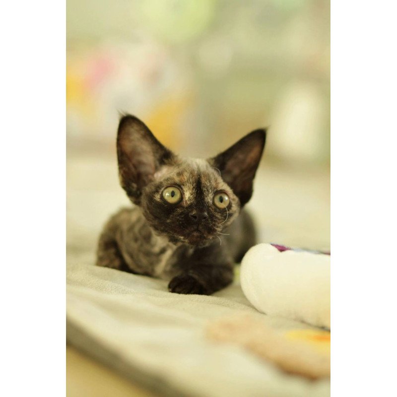 Devon Rex Polly