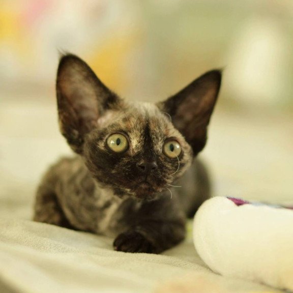 Devon Rex Polly