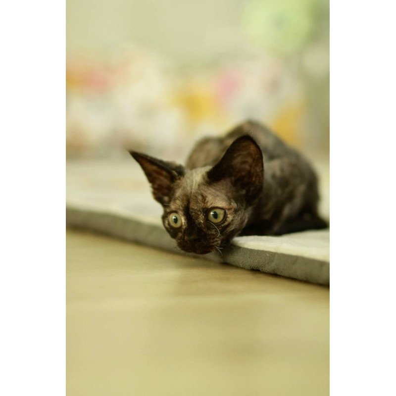 Devon Rex Polly