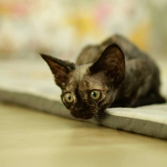 Devon Rex Polly