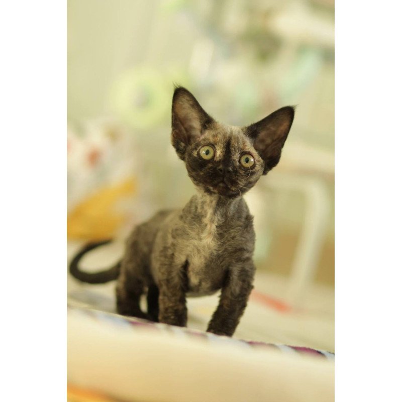 Devon Rex Polly