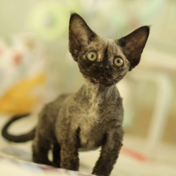 Devon Rex Polly