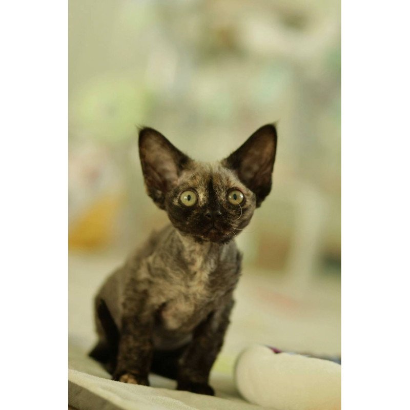 Devon Rex Polly