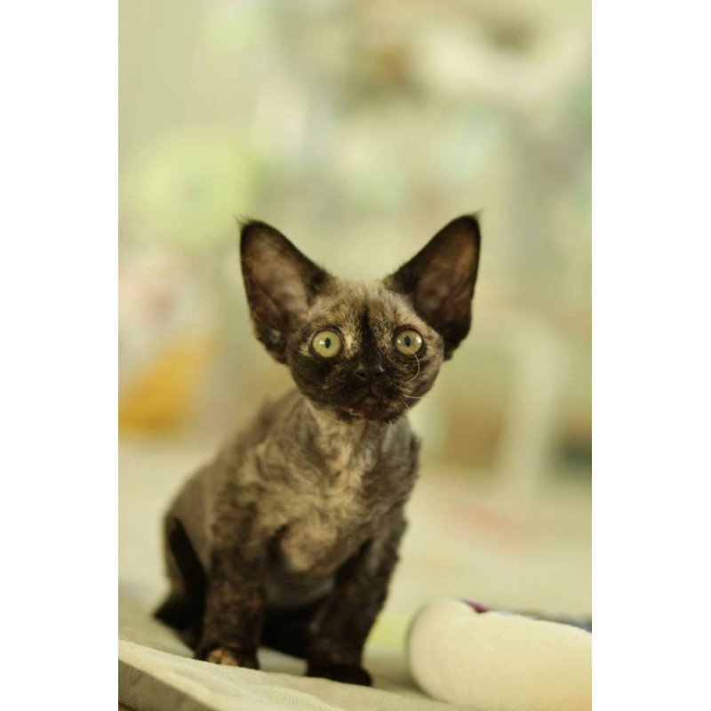Devon Rex Polly