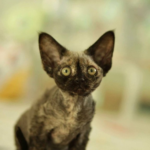 Devon Rex Polly