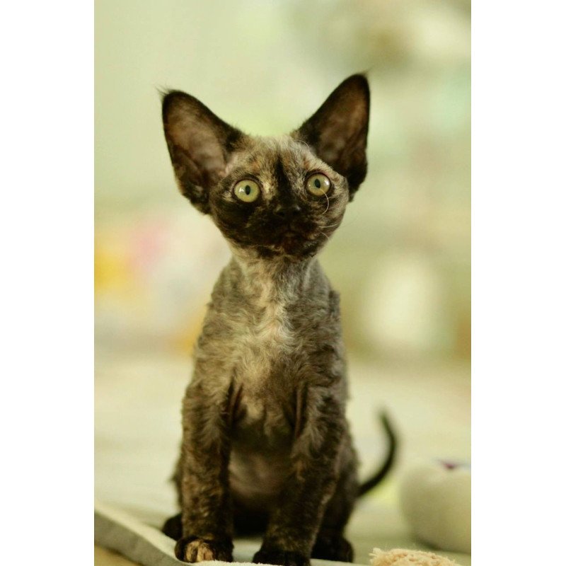 Devon Rex Polly