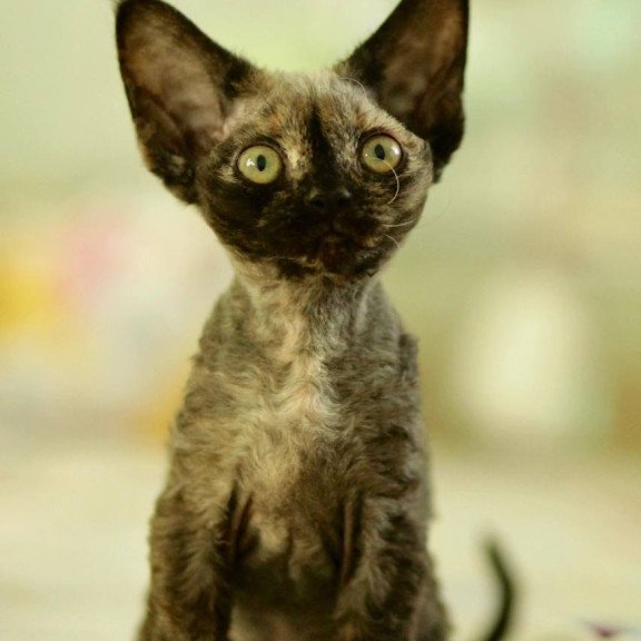 Devon Rex Polly