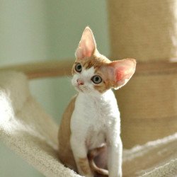 Devon Rex Oscar