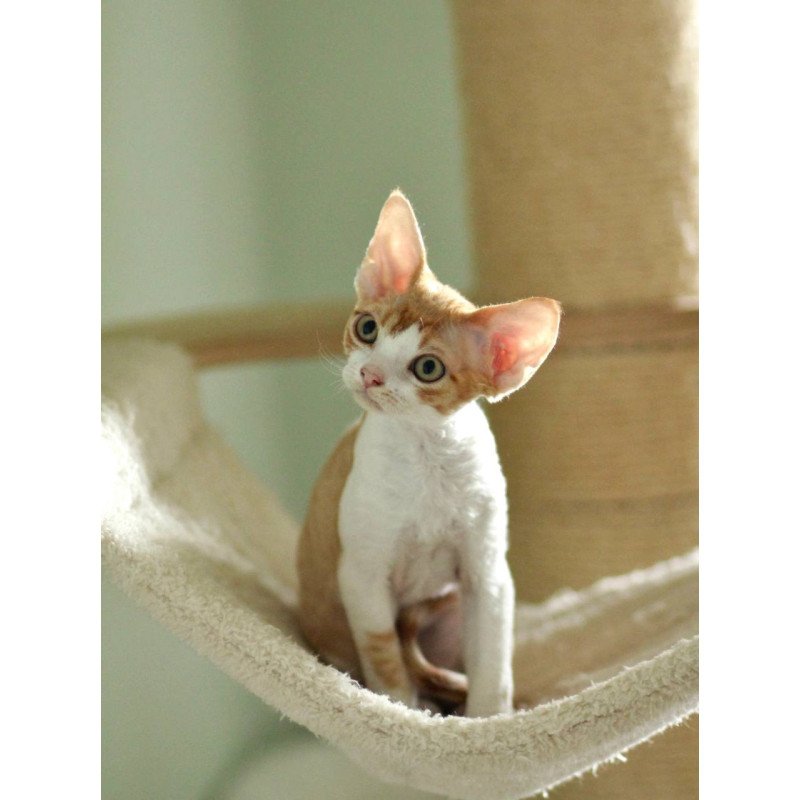 Devon Rex Oscar