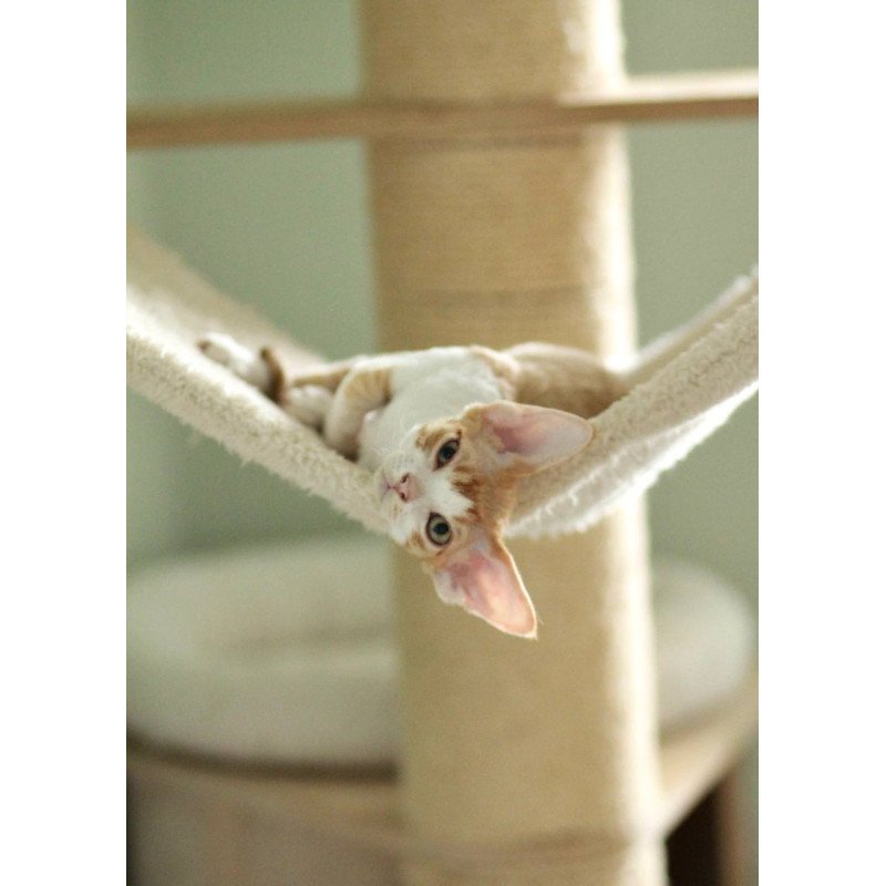 Devon Rex Oscar