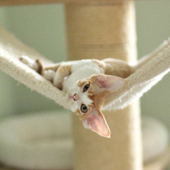 Devon Rex Oscar