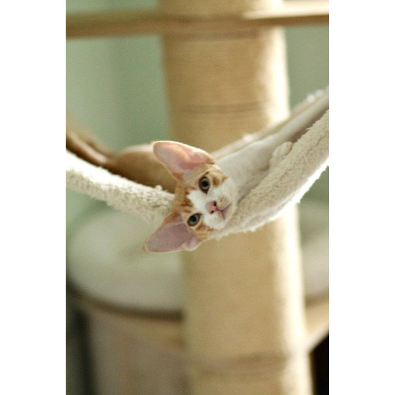 Devon Rex Oscar