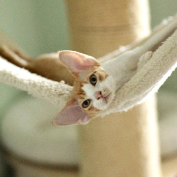 Devon Rex Oscar