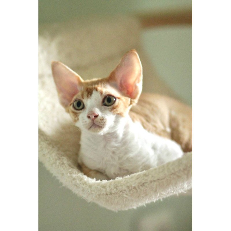 Devon Rex Oscar