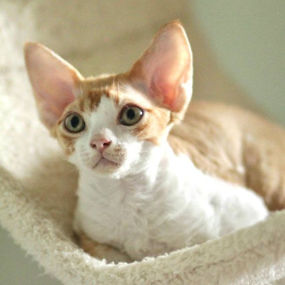 Devon Rex Oscar