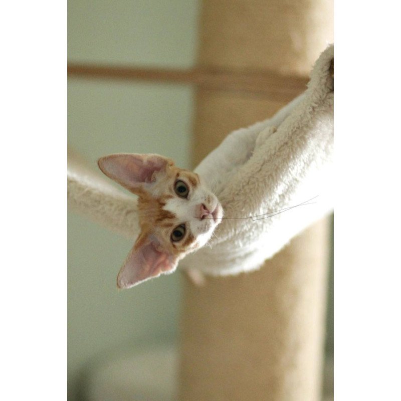 Devon Rex Oscar