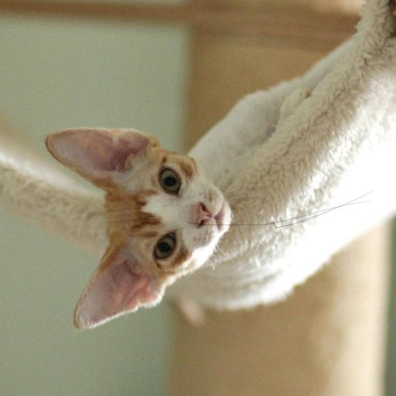 Devon Rex Oscar