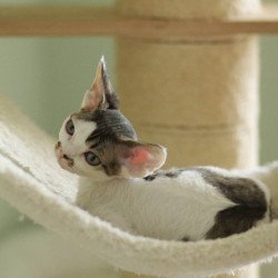 Devon Rex Ophelia