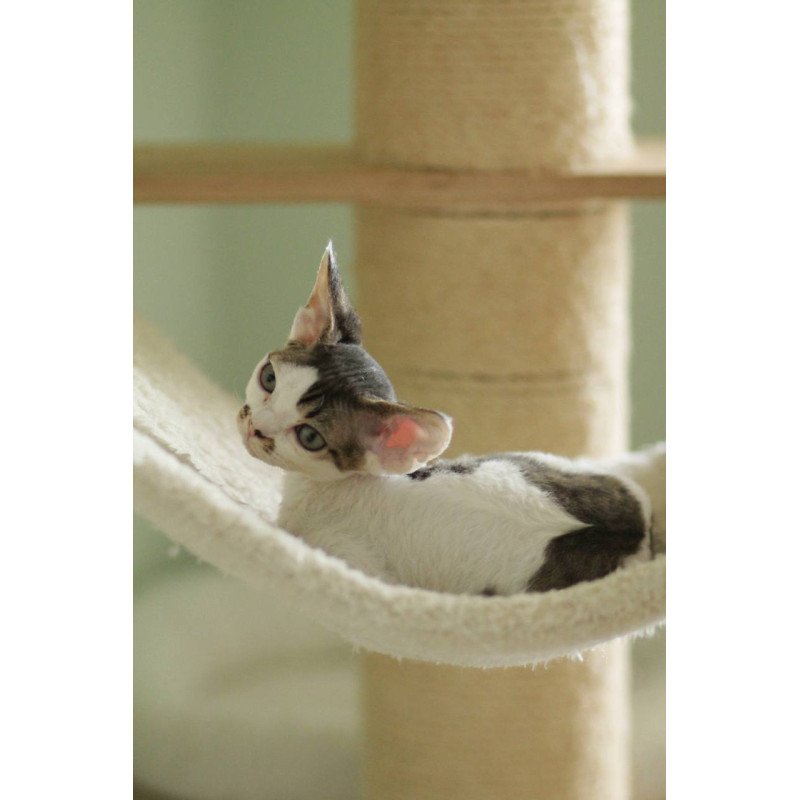 Devon Rex Ophelia