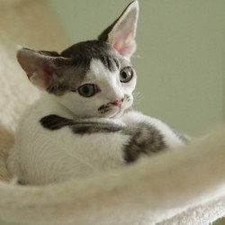 Devon Rex Ophelia