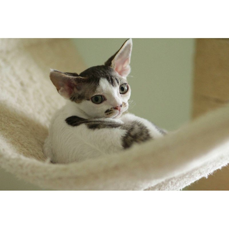 Devon Rex Ophelia