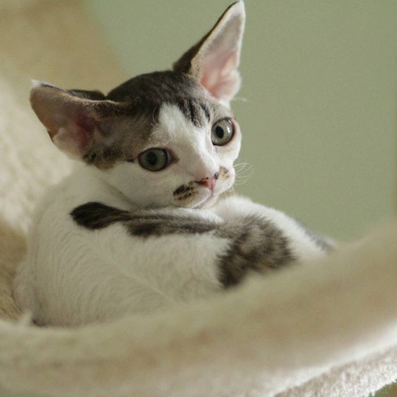 Devon Rex Ophelia