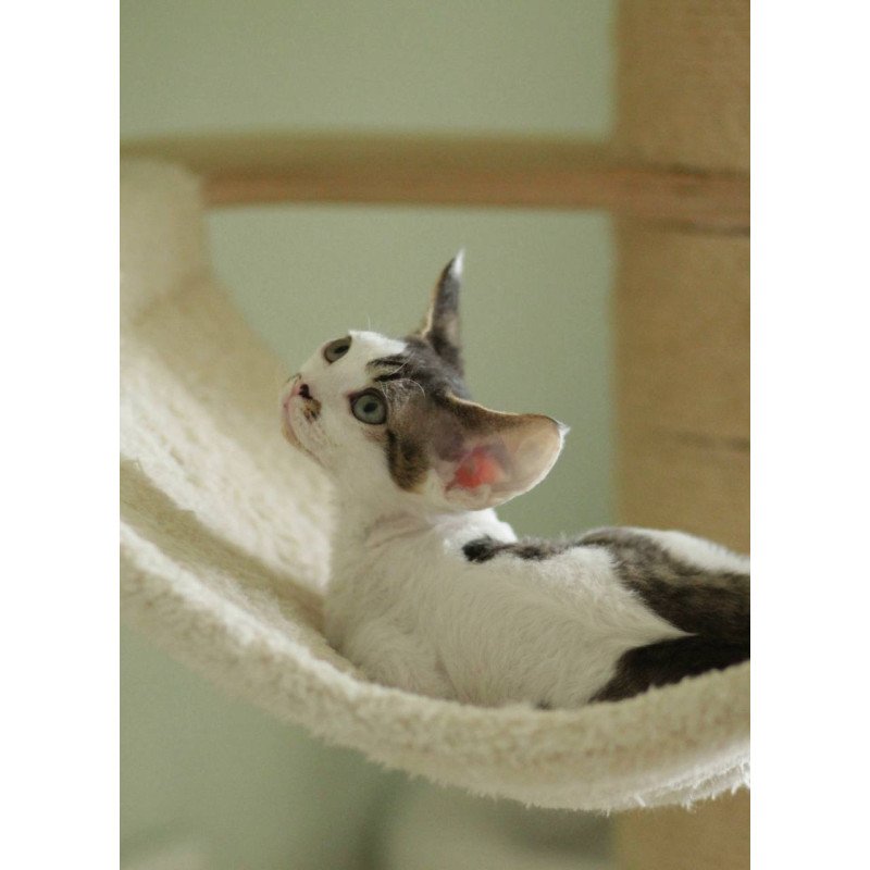 Devon Rex Ophelia