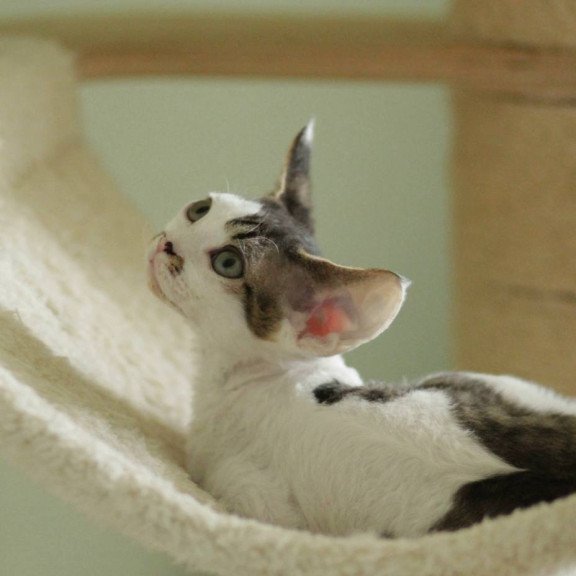 Devon Rex Ophelia